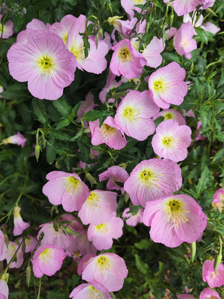 Pink Evening Primrose