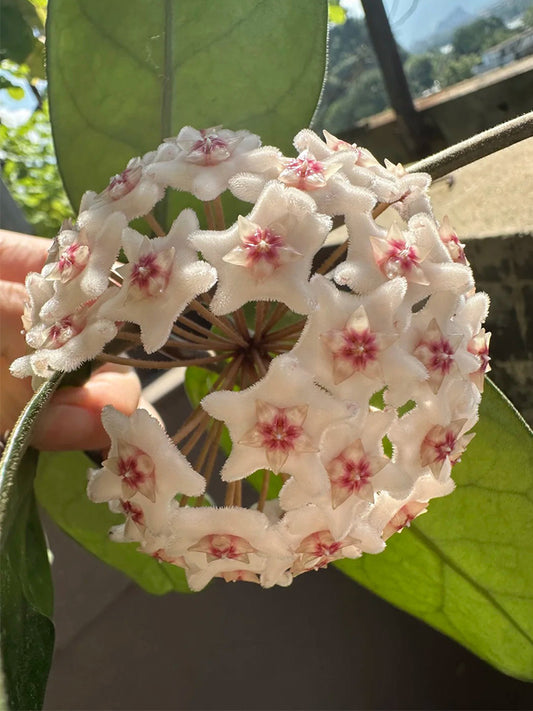 Hoya Jianfenglingensis Unrooted Stem Cuttings