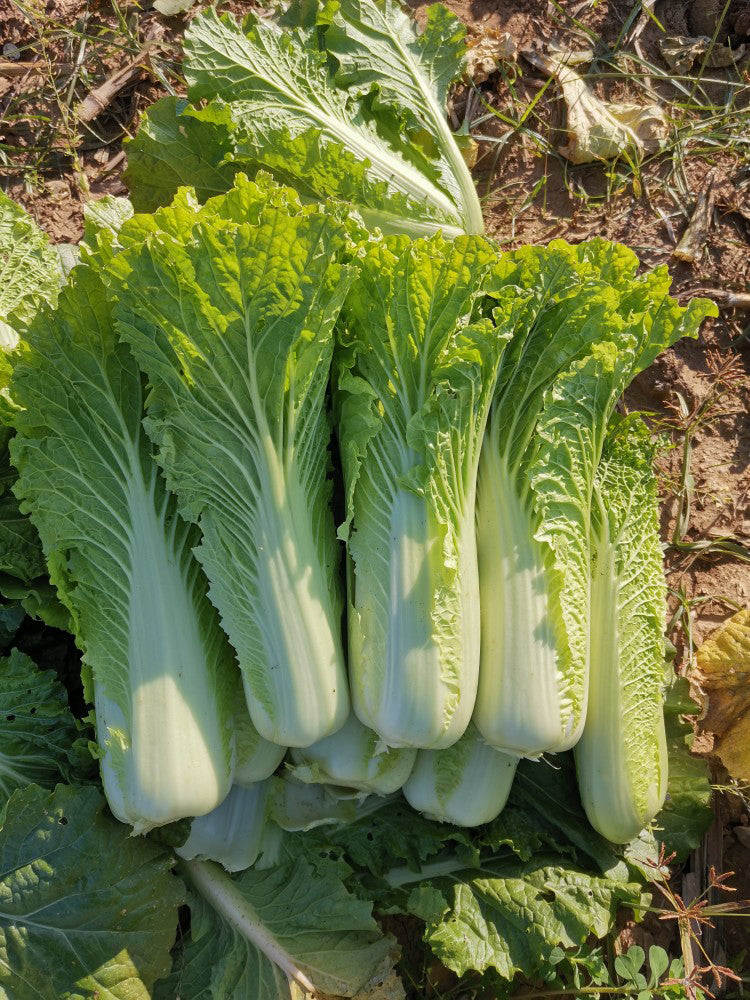 Tianjin Green Napa Cabbage