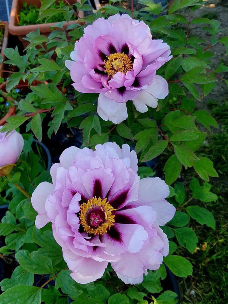 Purple-spotted Peony Mixed