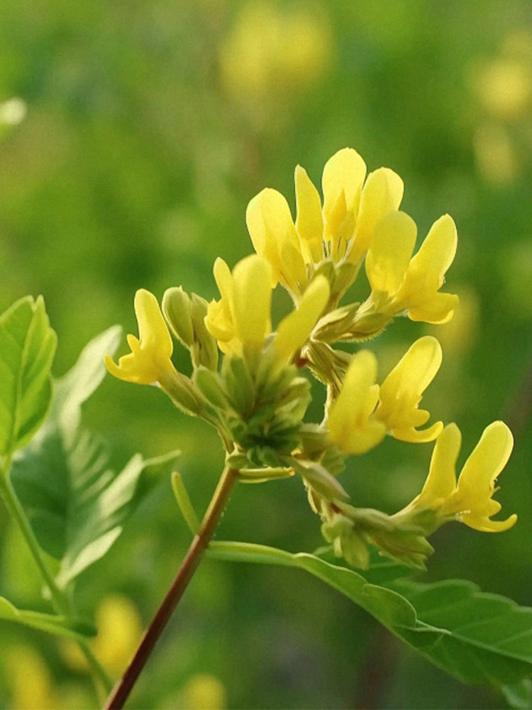 Huang Qi (Astragalus membranaceus)