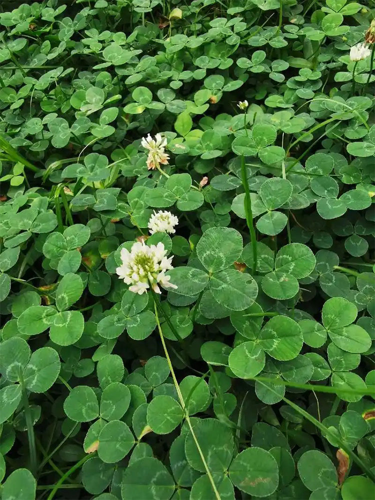 White Clover
