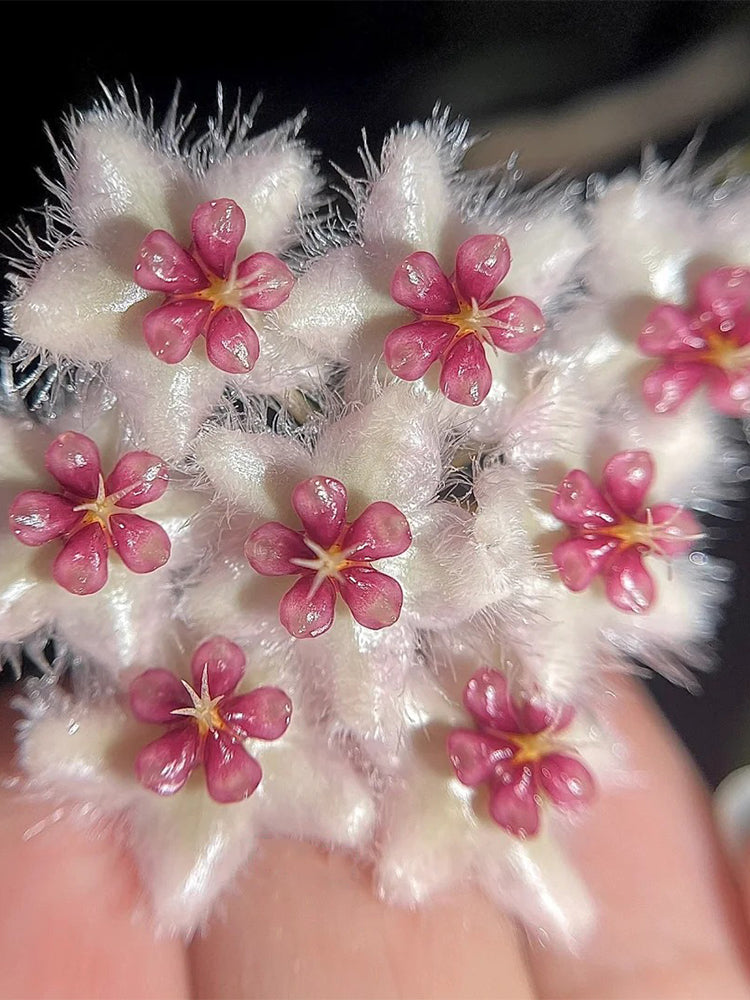 Hoya caudata 'Big Green Leaf' Unrooted Stem Cuttings