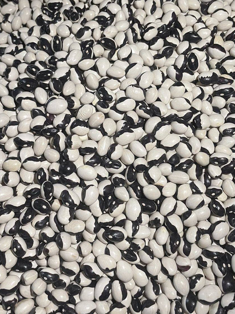 'Rabbit's White Eye' Oil Bean