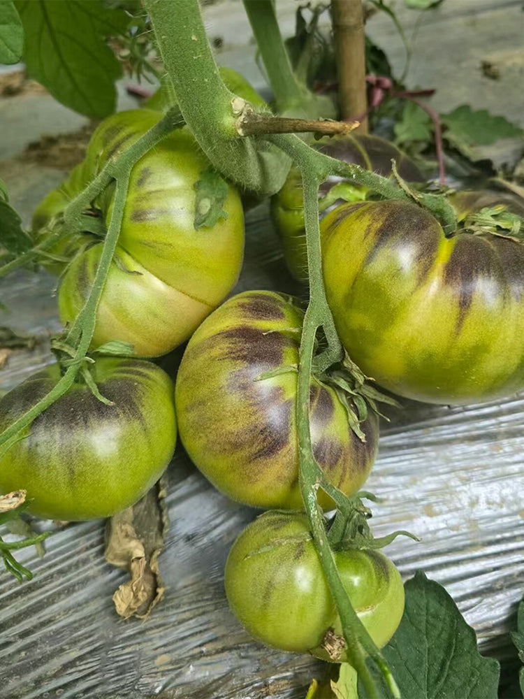 Seaside Green Tomato