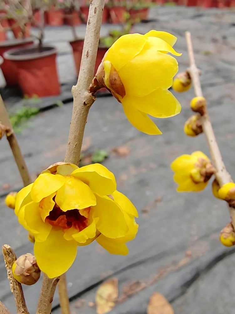 Guifei Sandalwood Wintersweet