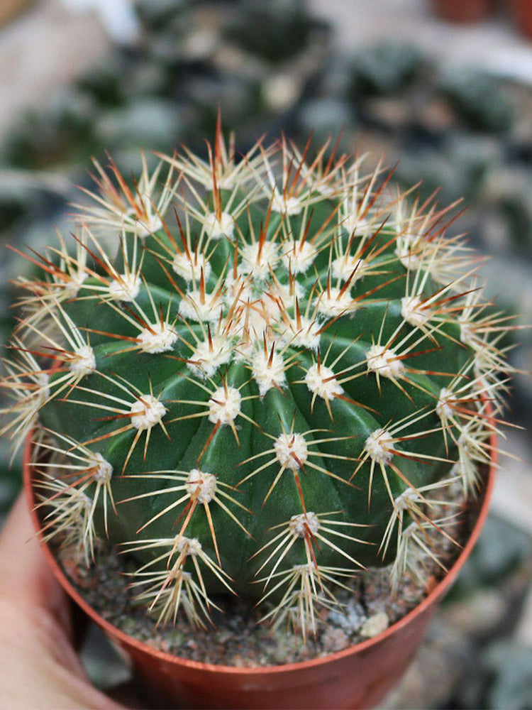 Melocactus broadwayi
