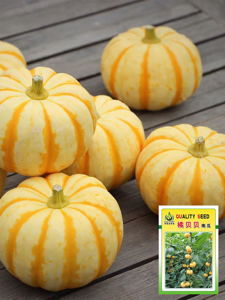 Orange Beibei Pumpkins