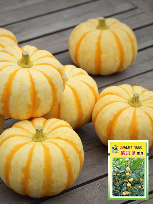 Orange Beibei Pumpkins