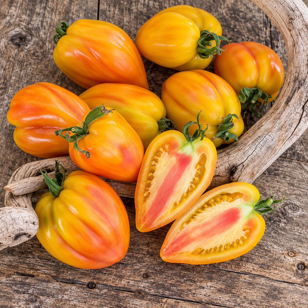 458 Marina's Praise Tomato