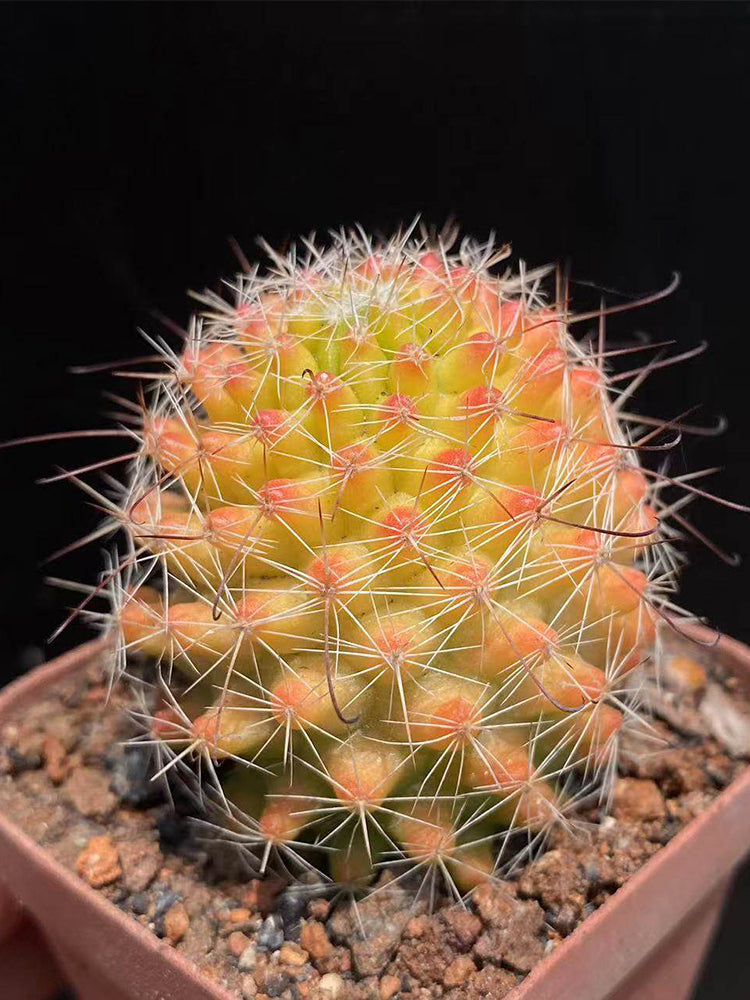 Mammillaria jaliscana f. variegata 'Hongnawan'