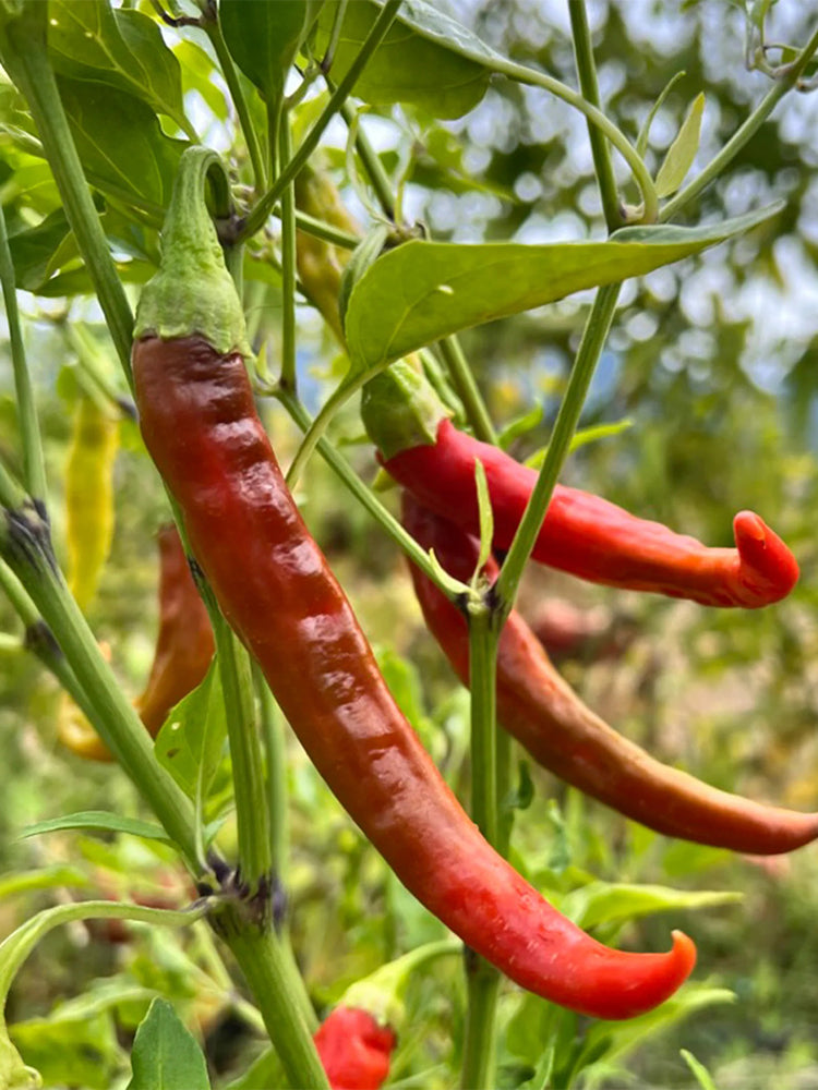 Cayenne Pepper