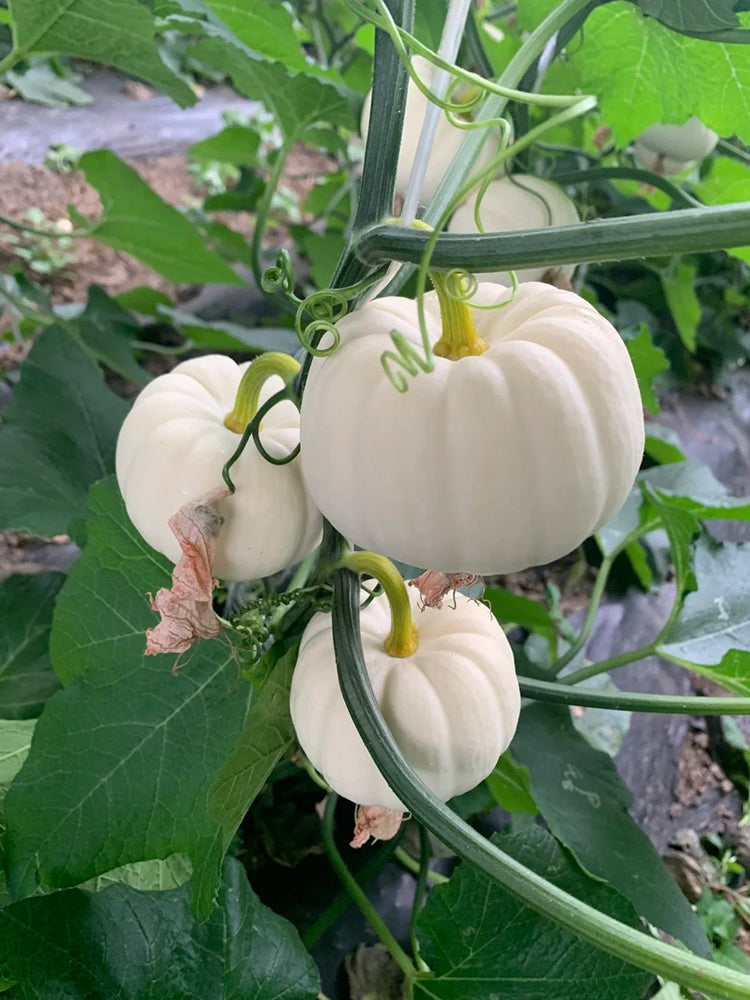 White Baby Pumpkin