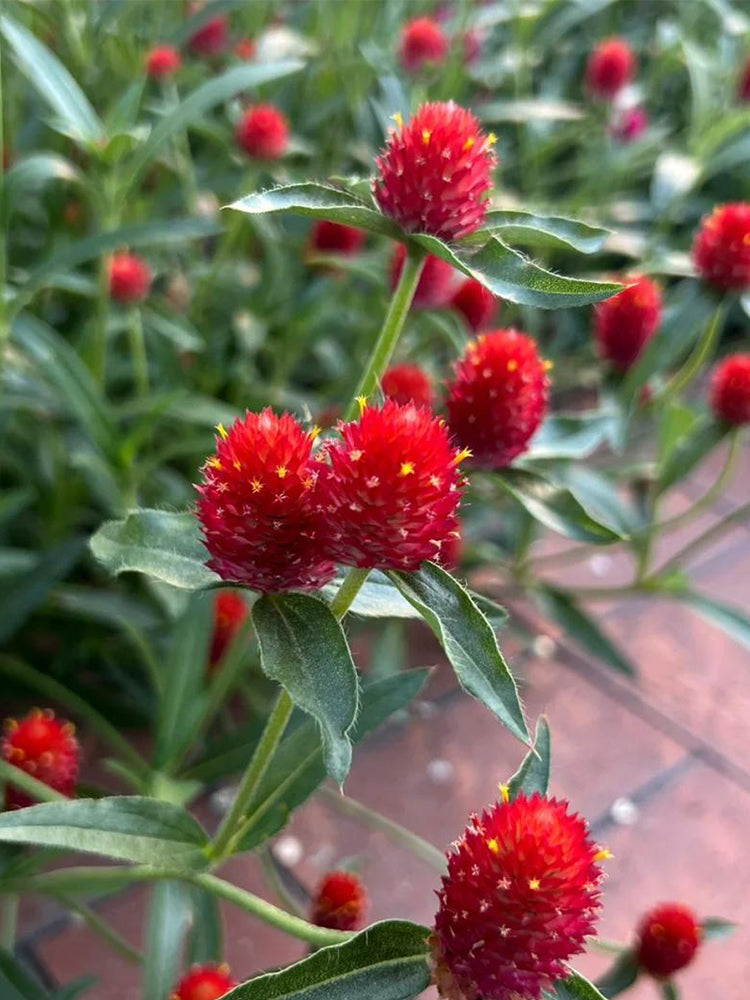Hezhichun Globe Amaranth