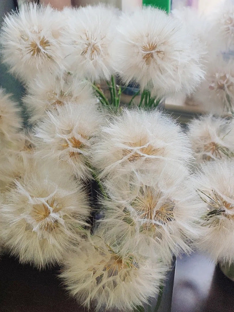 Giant Salsify