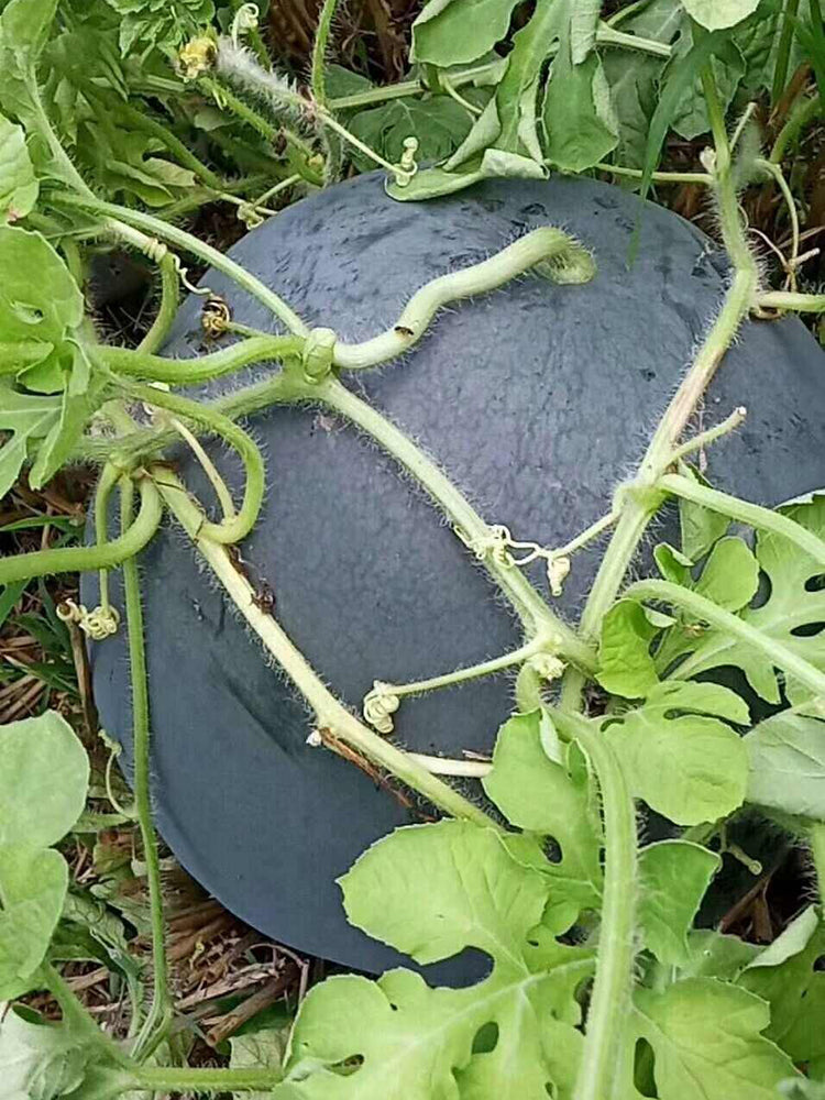'Golden Obsidian' Seedless Watermelon