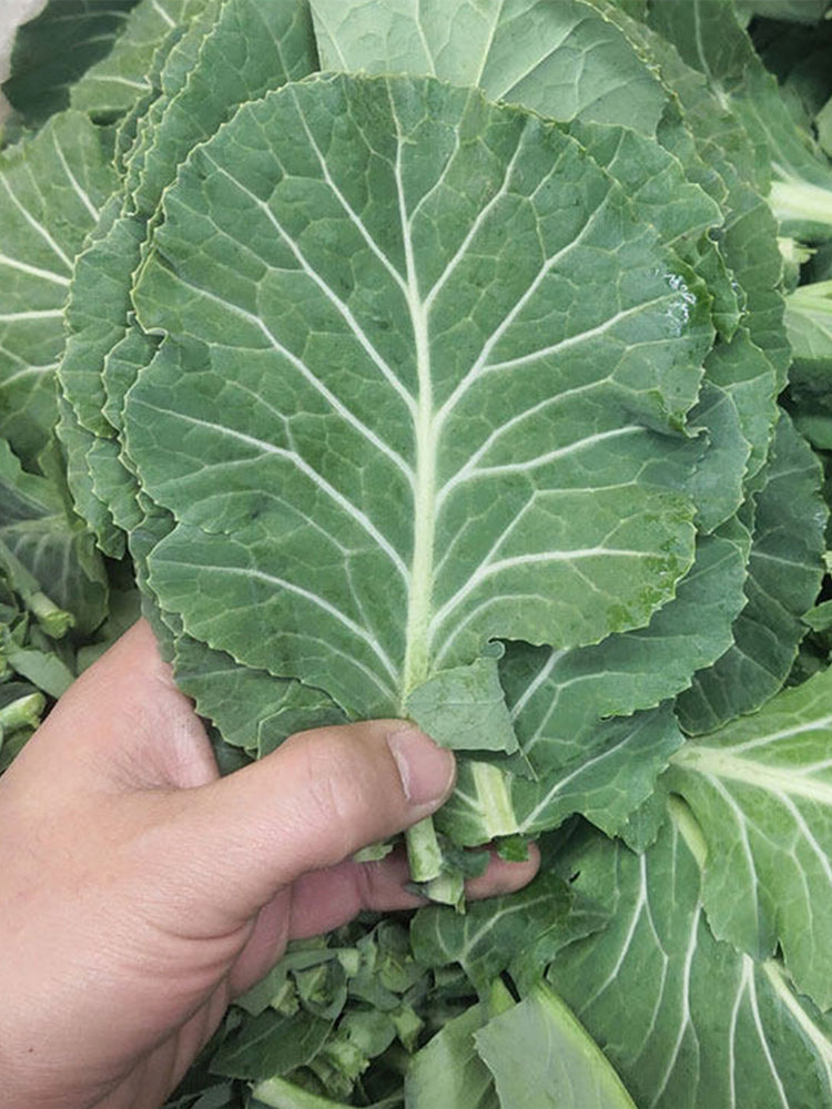 Yuanfeng Leaf Cabbage Hybrid