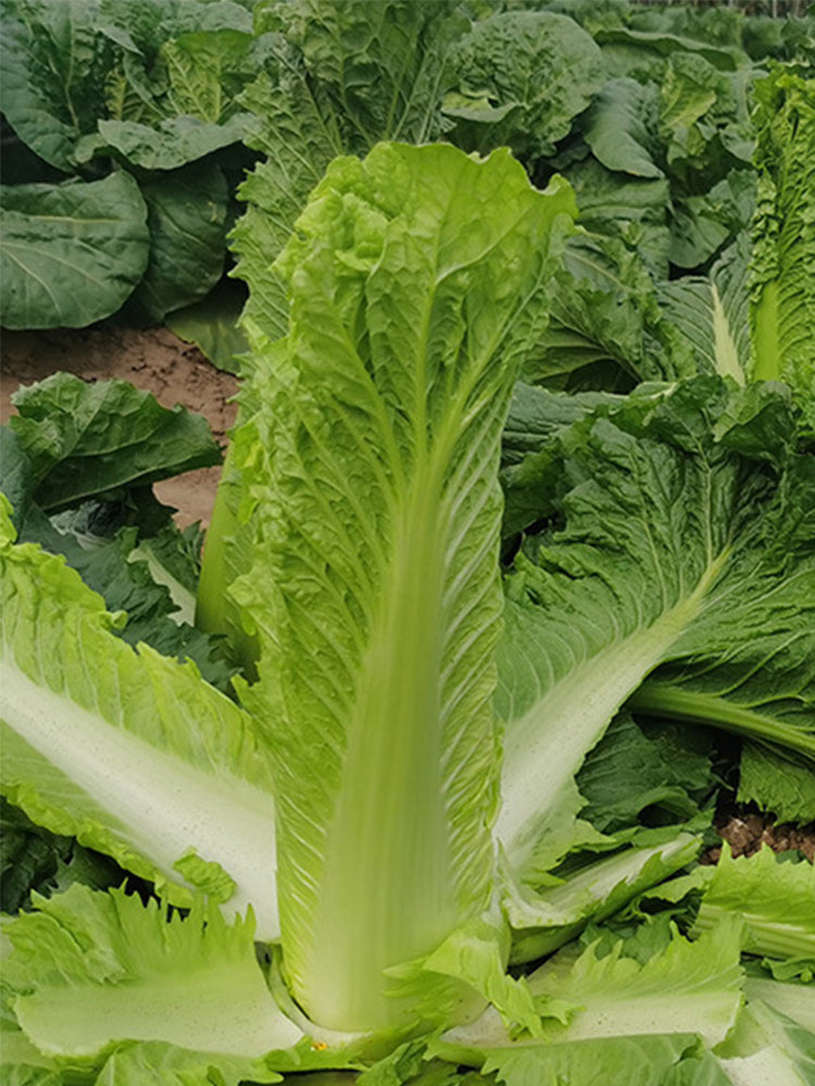 Taiyuan Erqing Chinese cabbage