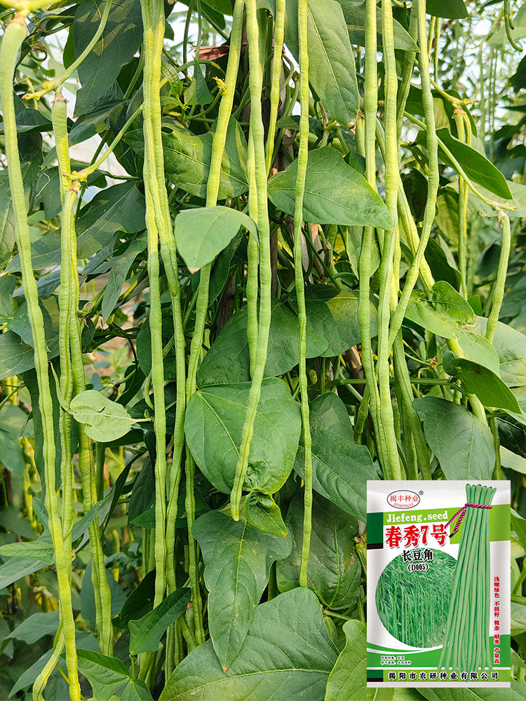 Chunxiu No.7 Long Beans
