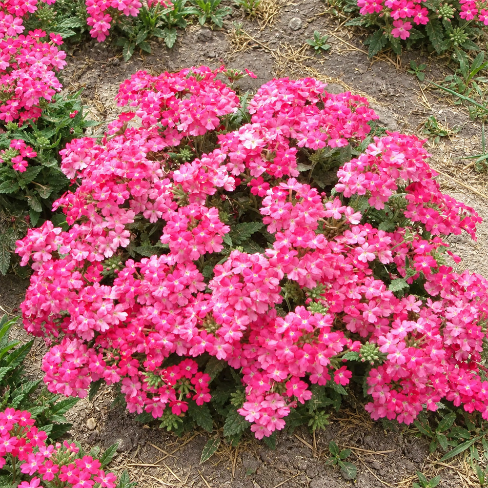 U2331 Obsession Pink Verbena