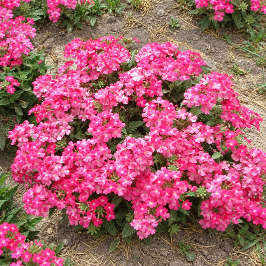 U2331 Obsession Pink Verbena