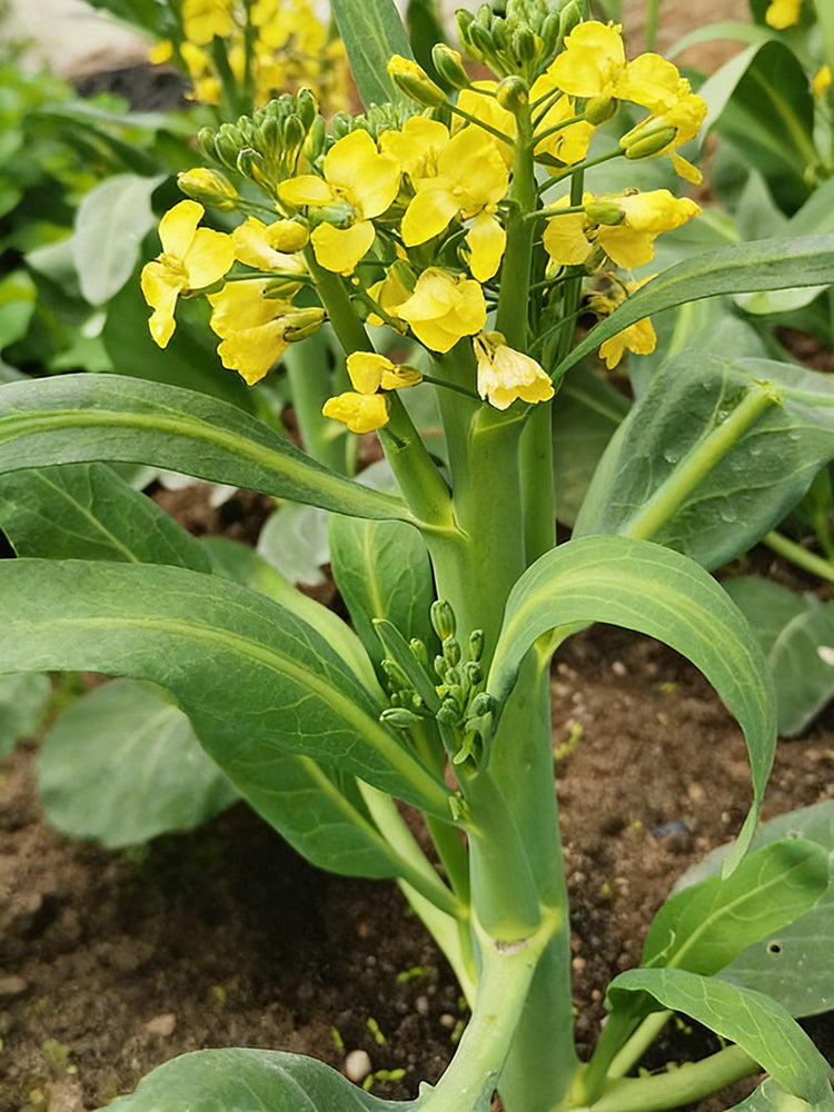 Nongyan Yellow-Flowered Chinese Kale