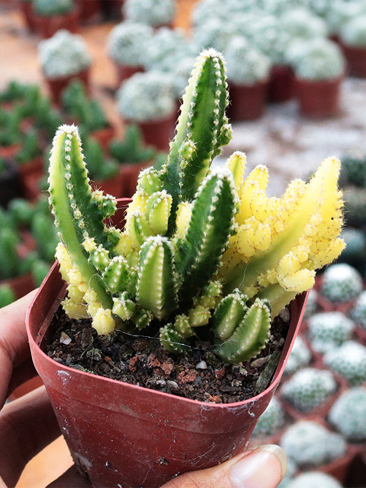 Variegated 'Fairy Castle' Live Cactus