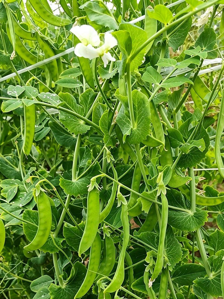 White Flower Double Pod Snow Pea
