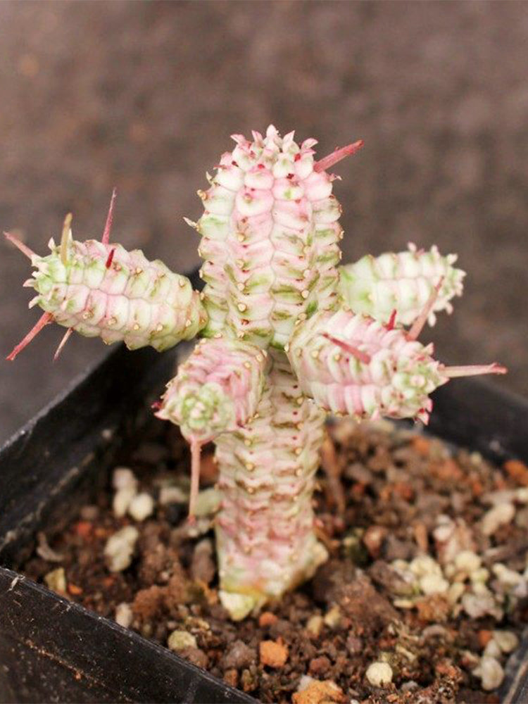 Euphorbia mammillaris 'Variegata'