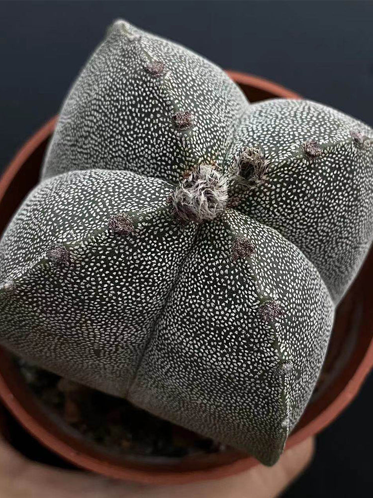 Astrophytum myriostigma quadricostatum