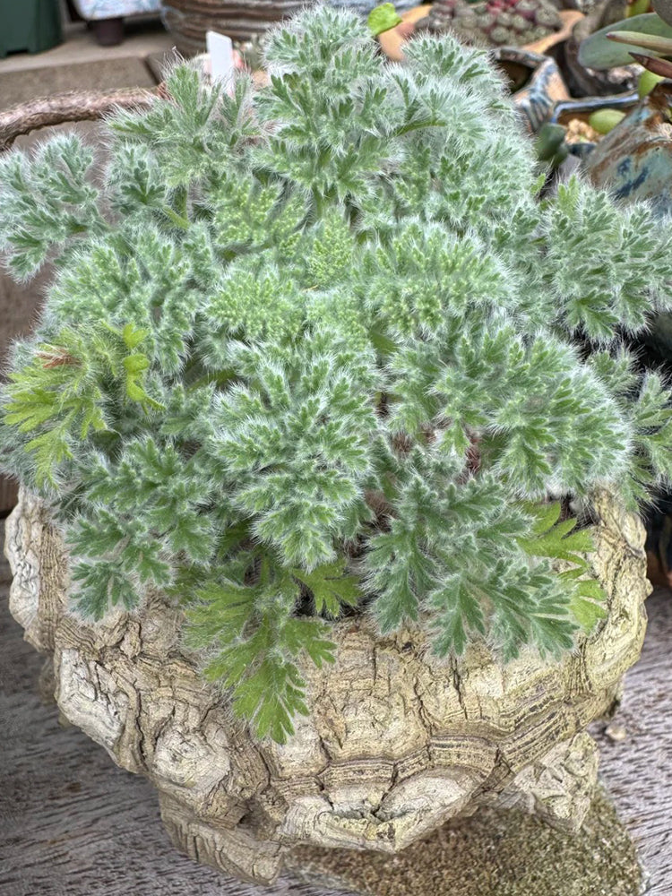 Sweet Scented Geranium