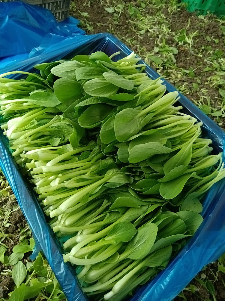 'Tingmei No.1' Baby Bok Choy