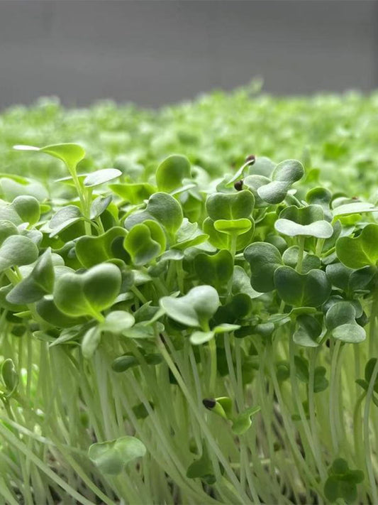 Broccoli Sprouting