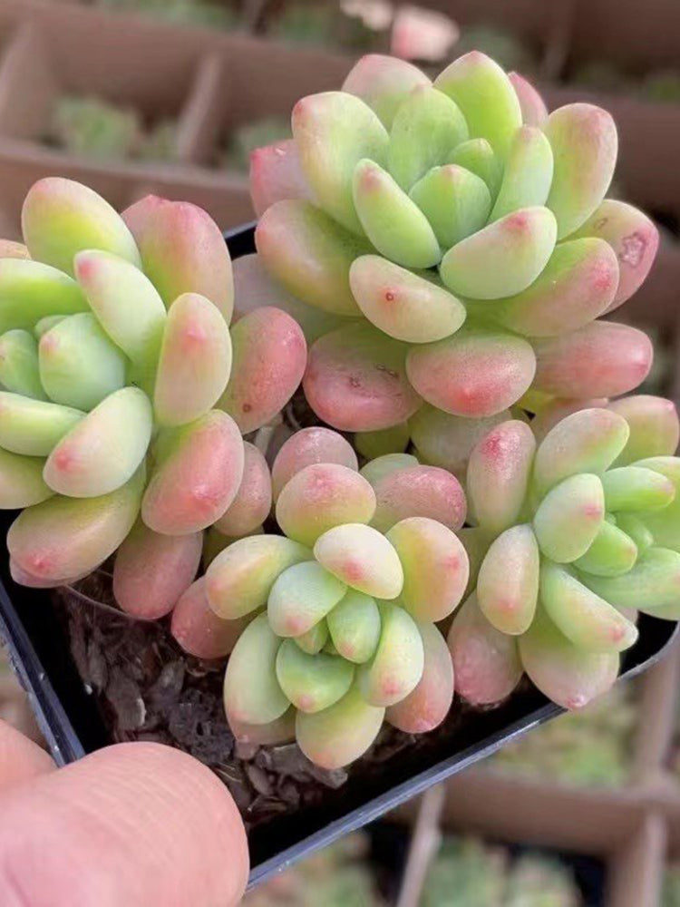 Echeveria cv. 'Shangri-La'