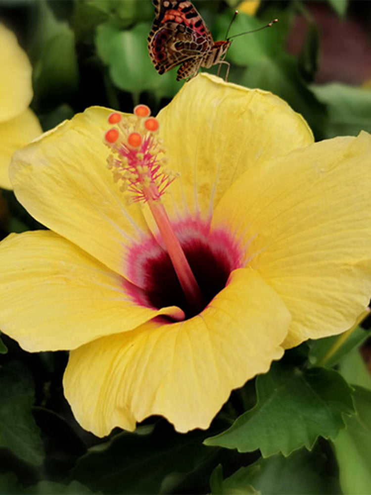 Pale Yellow Hibiscus
