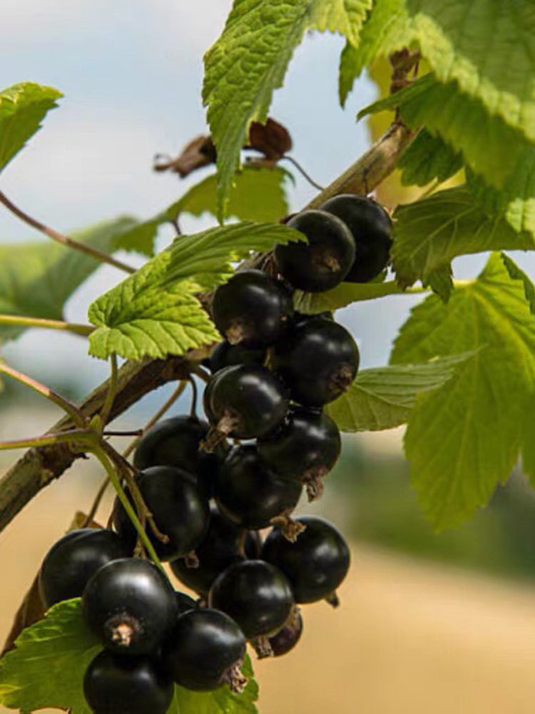 Black Currant