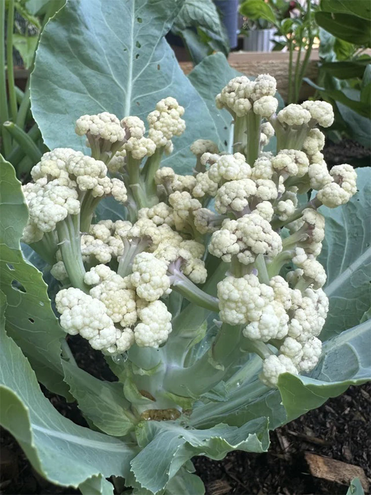 Sweet & Crisp Sprouting Cauliflower No.1 Hybrid