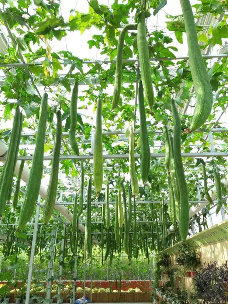 Giant No.1 Extra-long Luffa