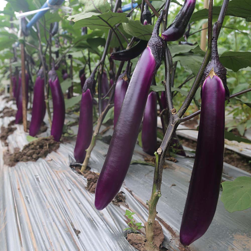 W963 Red Gold Purple-Red Long Eggplant