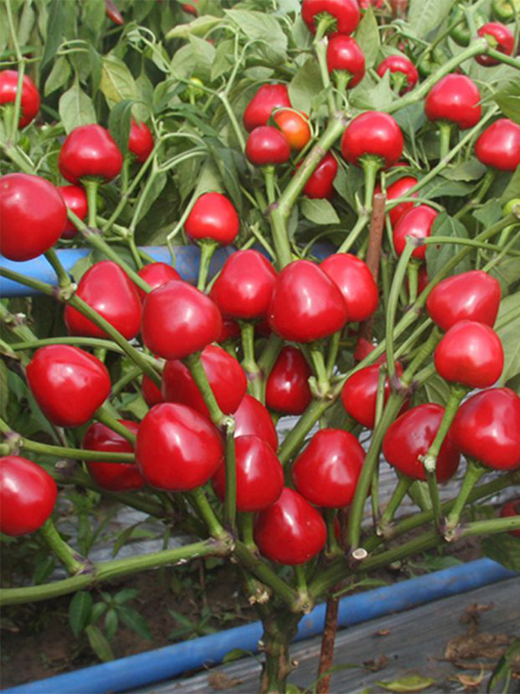 Jinjiao Hongtanzi Chili Pepper