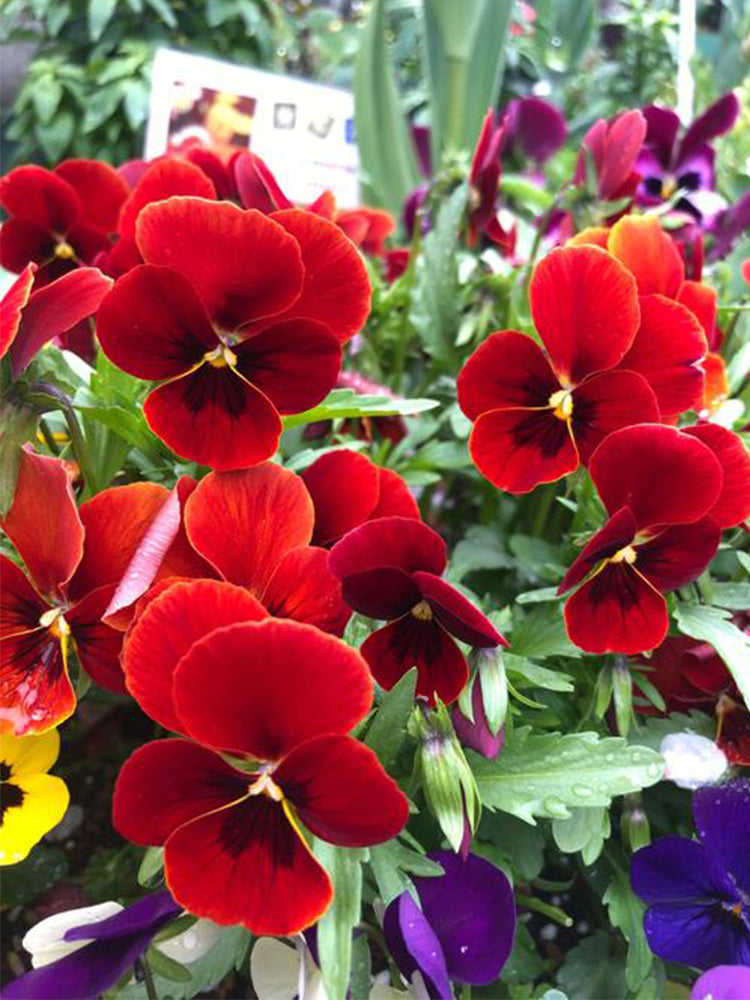 Hezhichun Pansy 'Vermilion Mole'