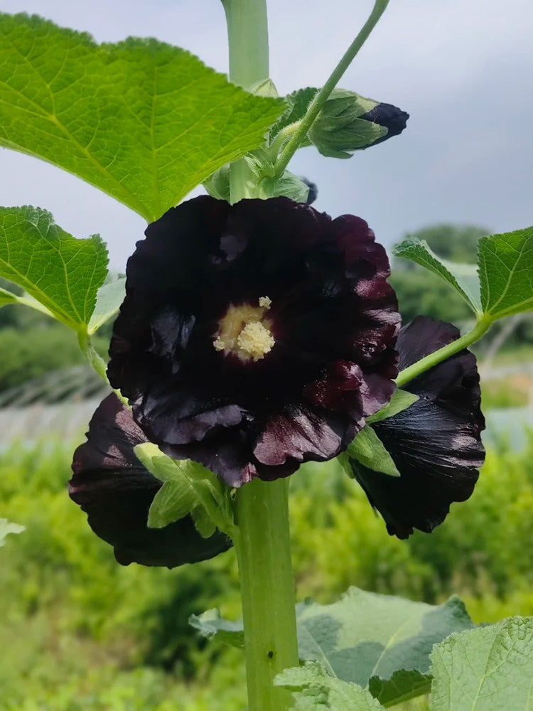 Single Midnight Black Hollyhock