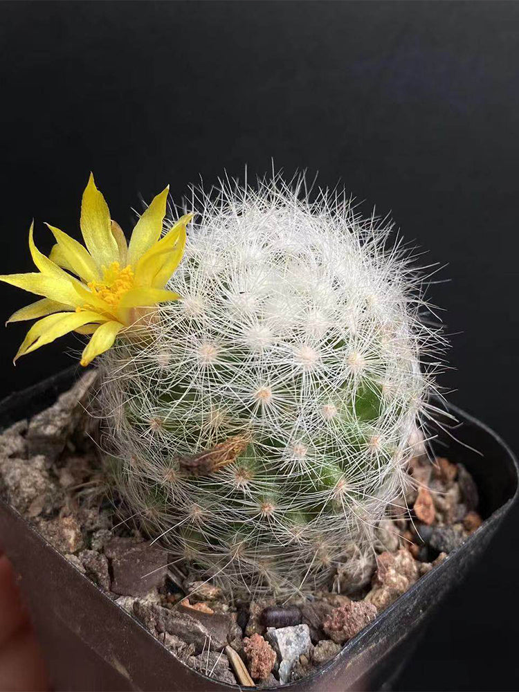 Mammillaria baumii
