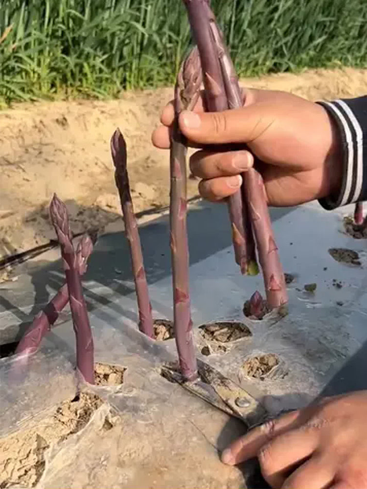 Purple Asparagus (Asparagus officinalis)