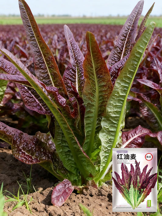 Jiemei Red Leaf Lettuce