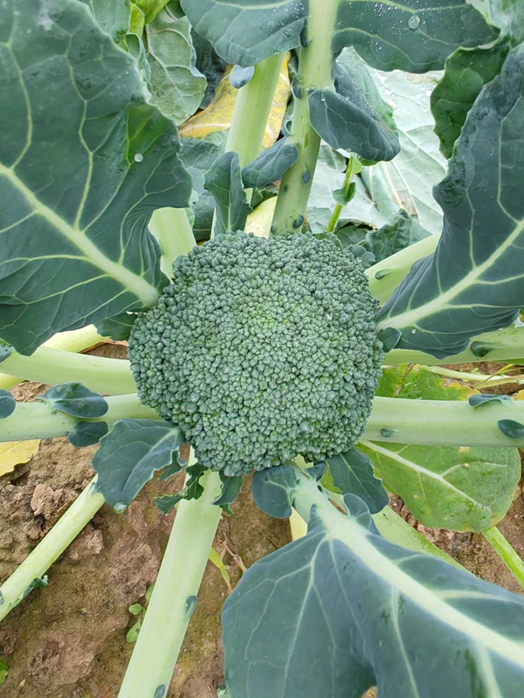GreenVigour 60 Broccoli