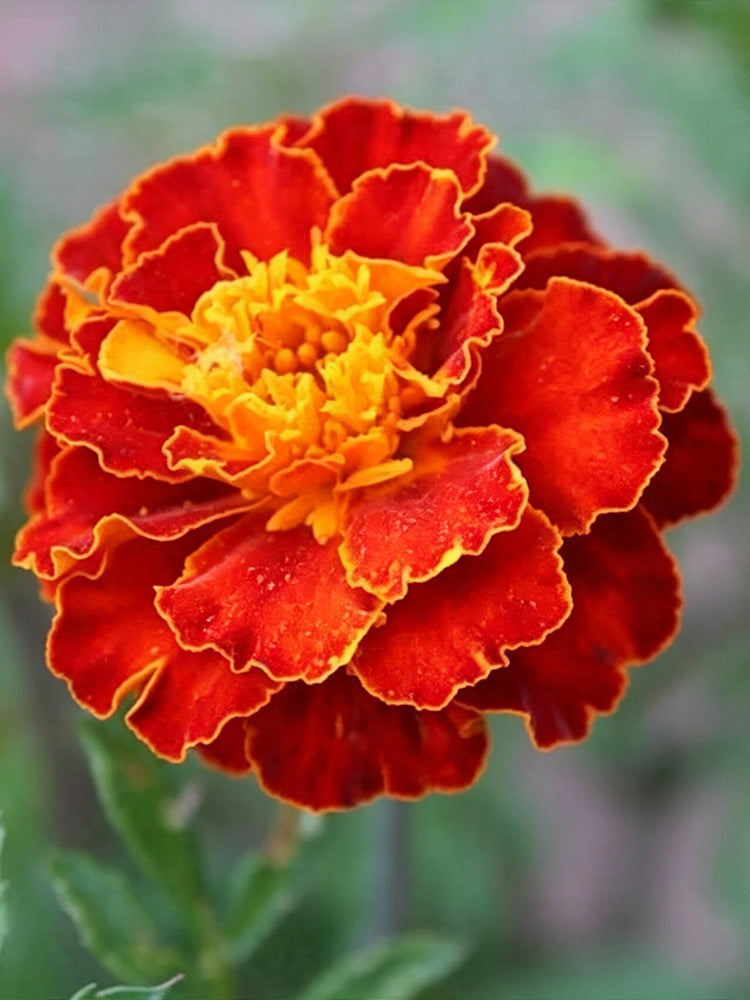 Red Double French Marigold