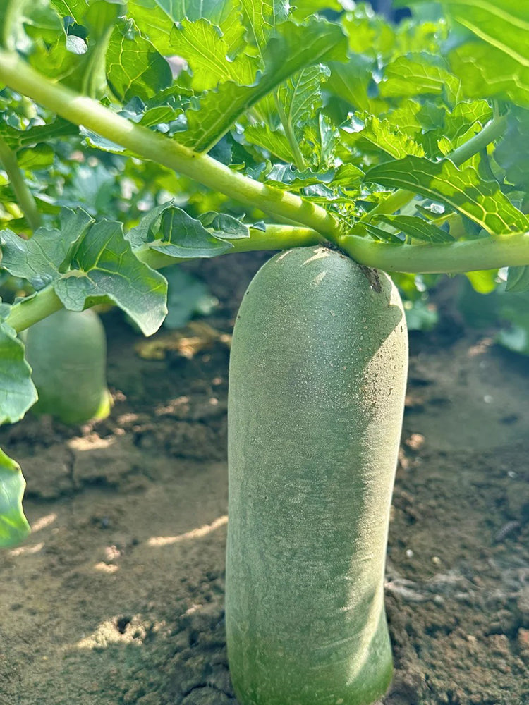 'SanNong Feicui' Fruit Radish