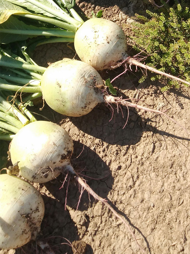 'Xinlimei' Red Heart Radish