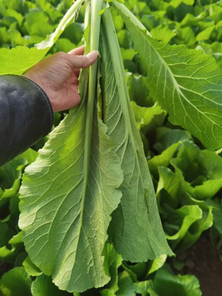 Dwarf Sweet Spring Choi